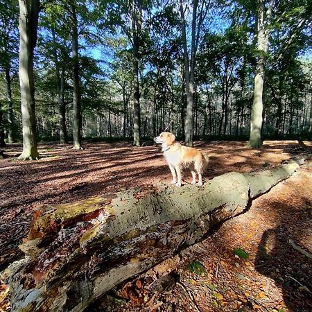 Sfeervol Chalet In Drenthe Bij Het Dwingelderveld Villa Spier Екстериор снимка
