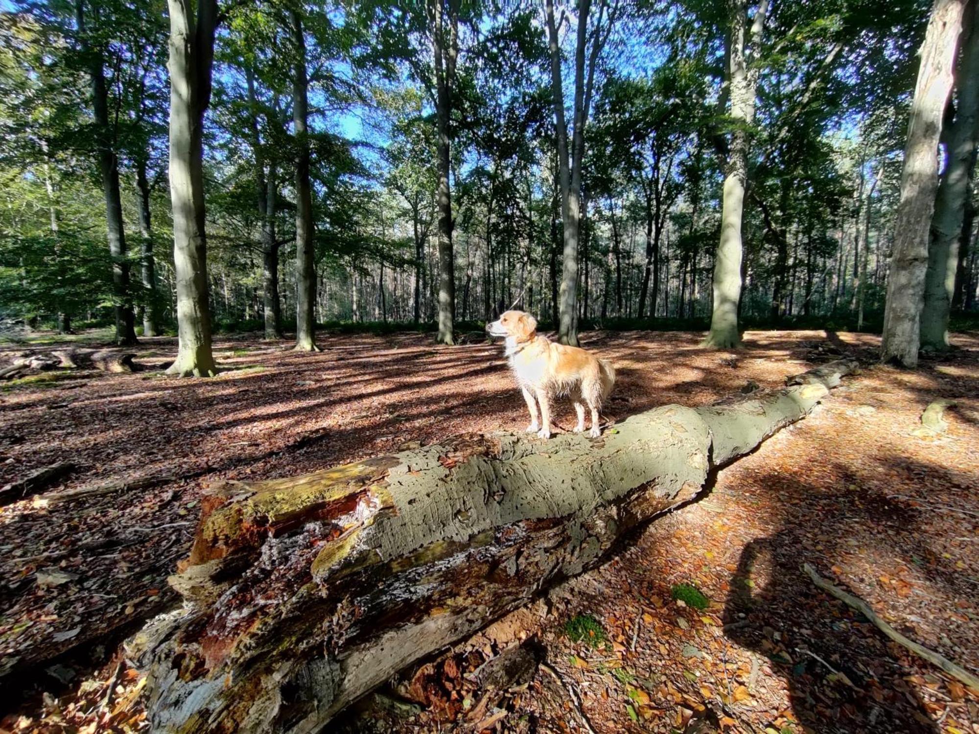 Sfeervol Chalet In Drenthe Bij Het Dwingelderveld Villa Spier Екстериор снимка